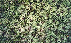 Quite a few Bananas in Manaus