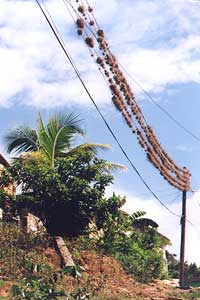 Airplants growing on telegraph wires in La Ascuncion