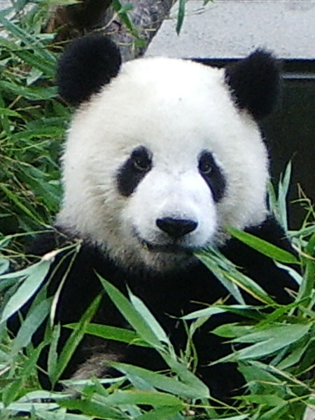 IMGP2090a.jpg