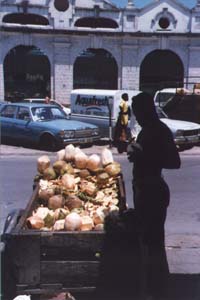 Fresh Coconuts