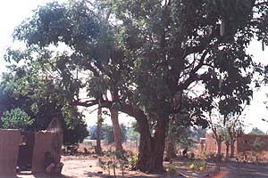 Green Willy Tree and 'Kitchen'