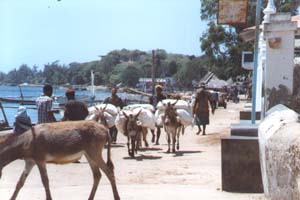 Freight Transport in Lamu Town