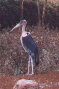 Huge Stork Strutting