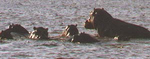 Hippos Farting