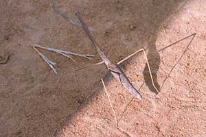 The Mantis - the only wildlife photo of the trip