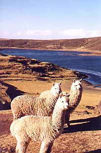 The sheep in Peru have long necks
