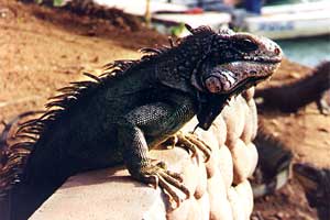 Iguana