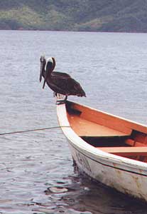 Pelicans